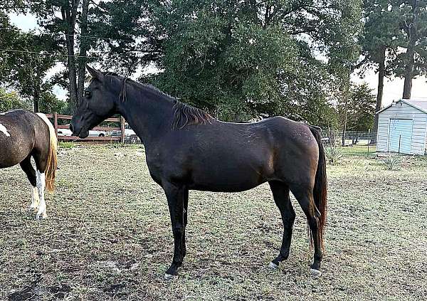 none-horse