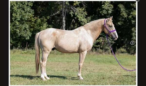 gelding