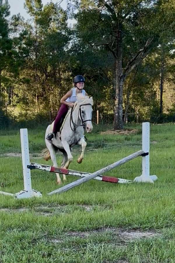 all-around-welsh-pony