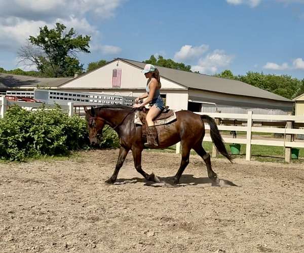 all-around-warmblood-horse