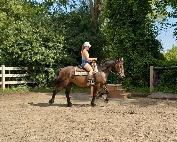 athletic-warmblood-horse