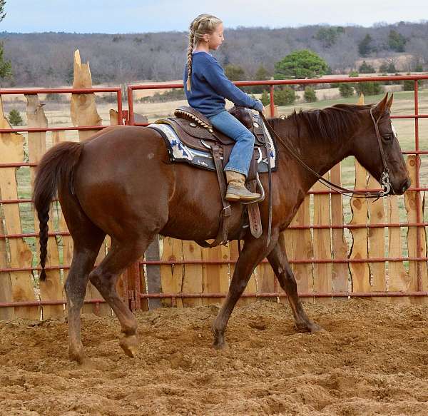 all-around-paint-horse