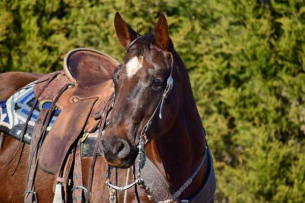 gymkhana-paint-horse