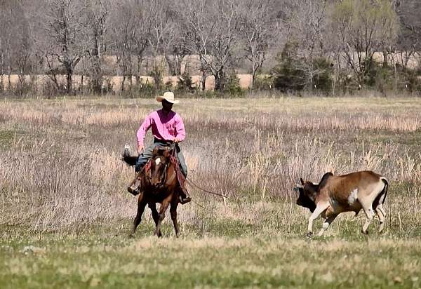 natural-horsemanship-training-paint-horse