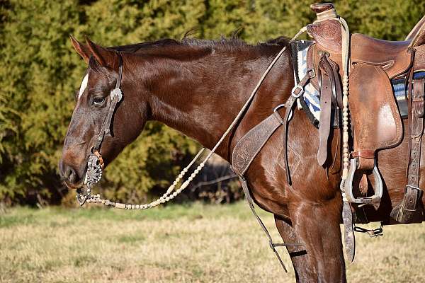 horsemanship-paint-horse