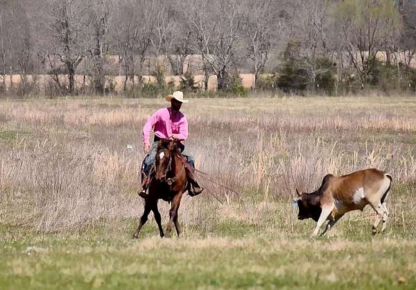 trail-paint-horse
