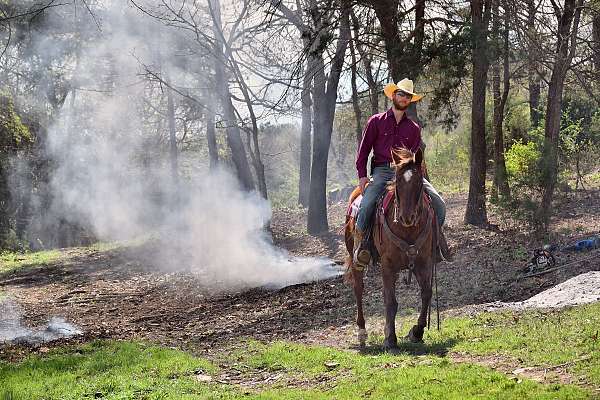 show-experience-paint-horse
