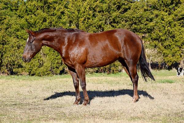 chestnut-star-horse