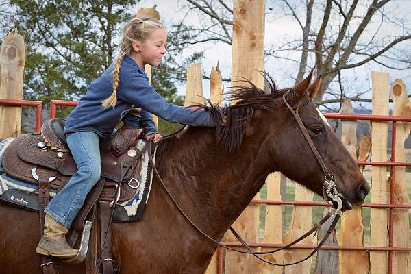 trained-paint-horse