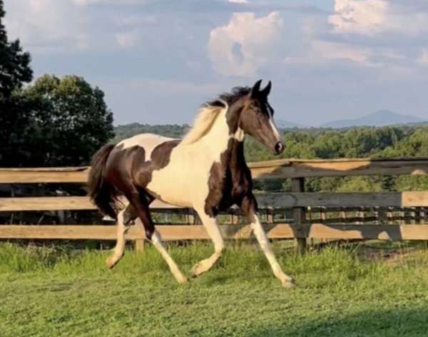dressagemare-warmblood-horse