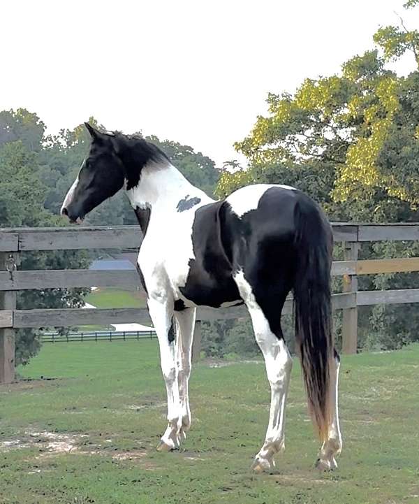 pintowbx-horse