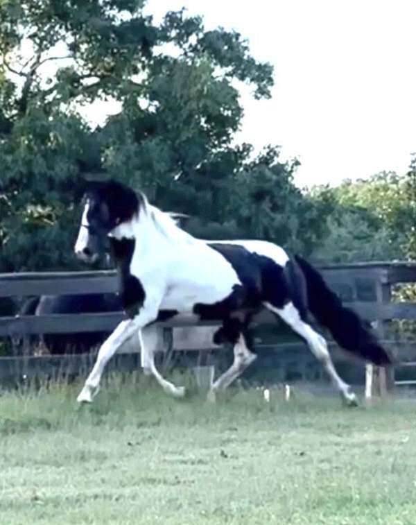 dressagemare-horse