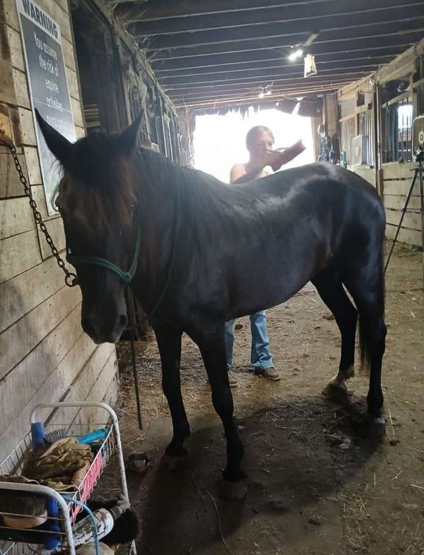 bombproof-tennessee-walking-pony