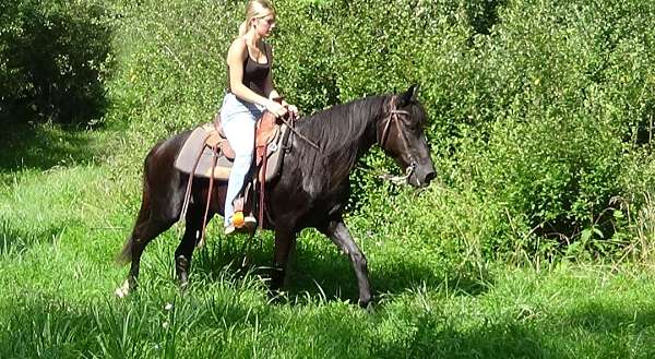 smooth-tennessee-walking-pony