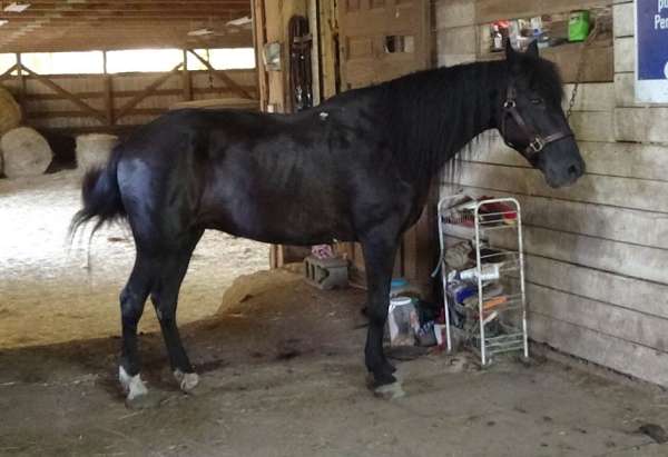 stocky-tennessee-walking-pony
