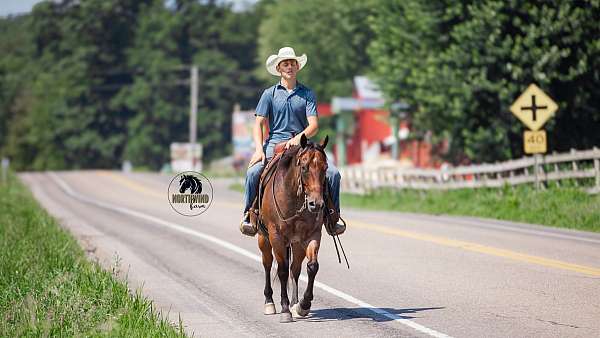 athletic-quarter-horse