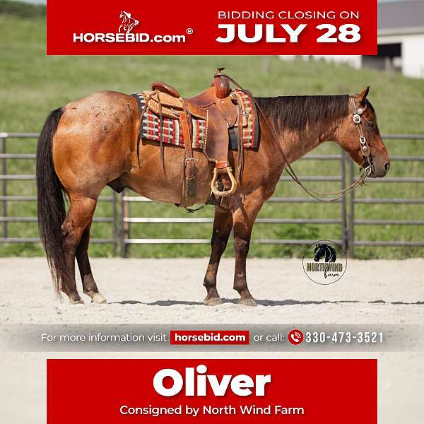 all-around-quarter-horse