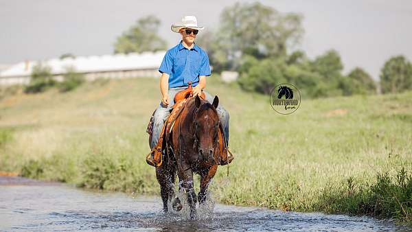 flashy-quarter-horse