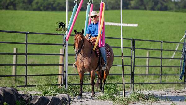 husband-safe-quarter-horse