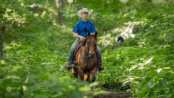 parade-quarter-horse