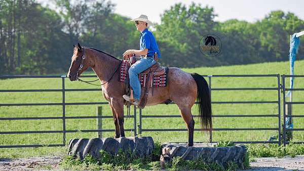 performance-quarter-horse