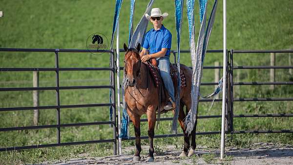 ranch-quarter-horse