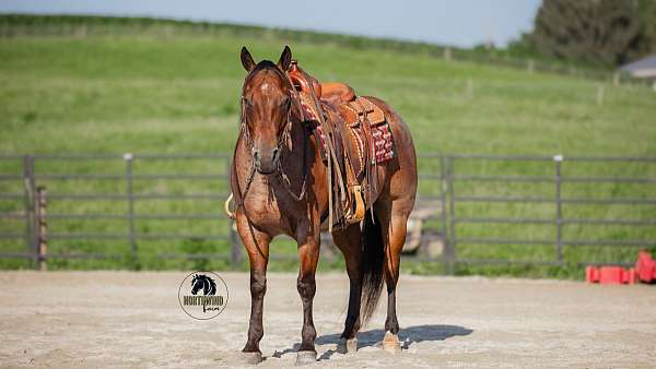 ranch-versatility-quarter-horse