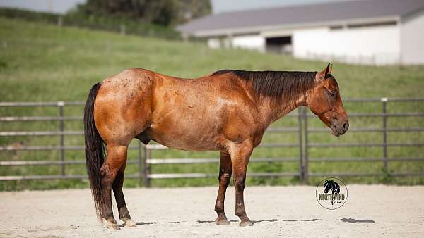 roping-quarter-horse