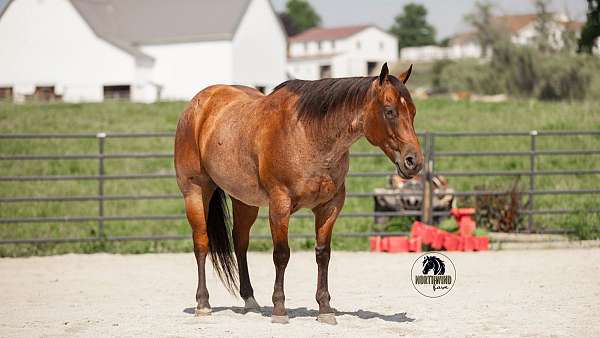 show-quarter-horse
