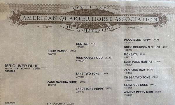 ranch-work-quarter-horse