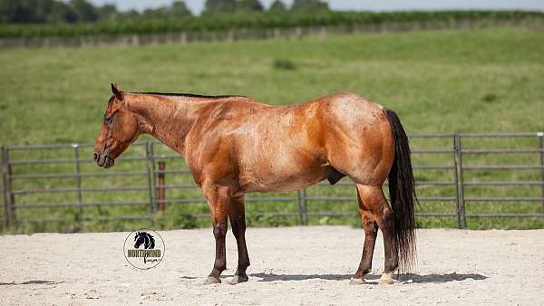 trail-quarter-horse