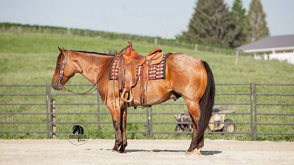 trail-riding-quarter-horse