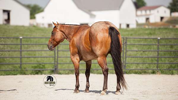 western-riding-quarter-horse