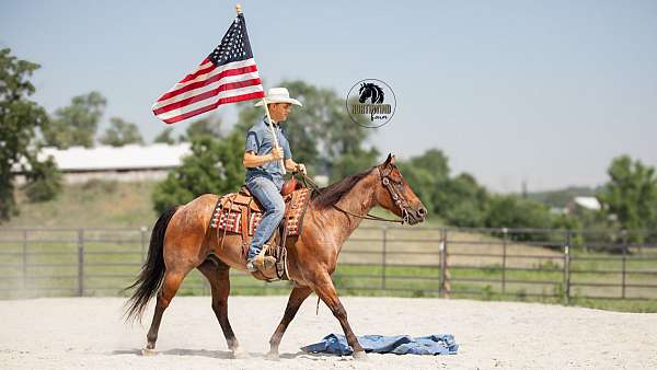 working-cattle-quarter-horse