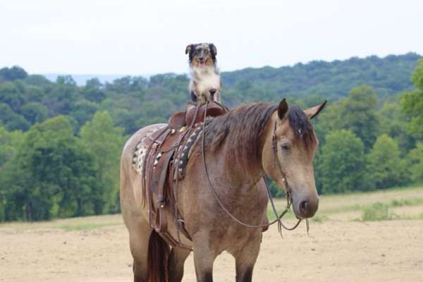 all-around-percheron-horse