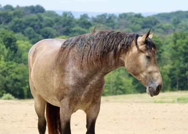 buckskin-percheron