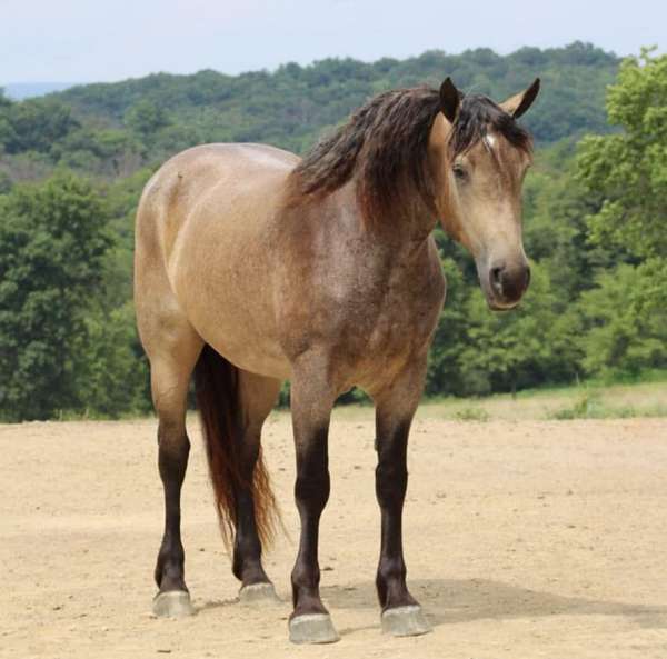 athletic-percheron-horse