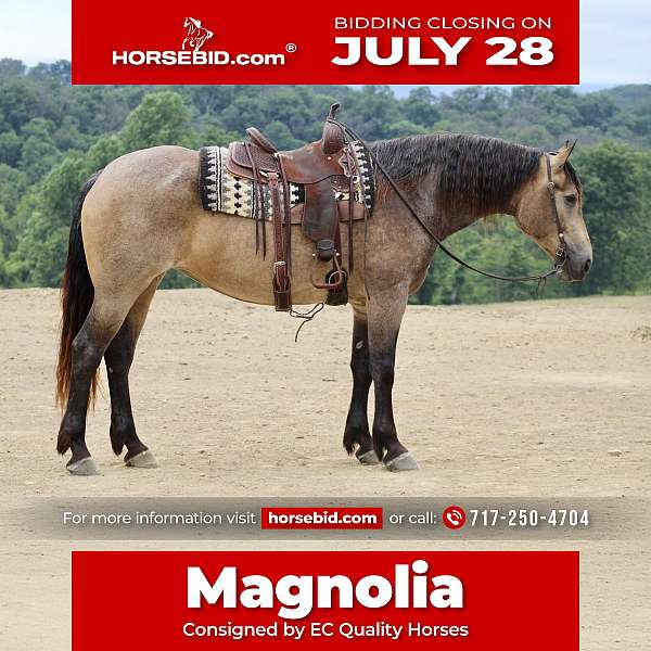 buckskin-percheron-mare