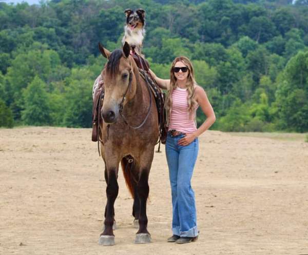 cross-percheron-horse