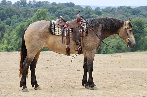 draft-percheron-horse