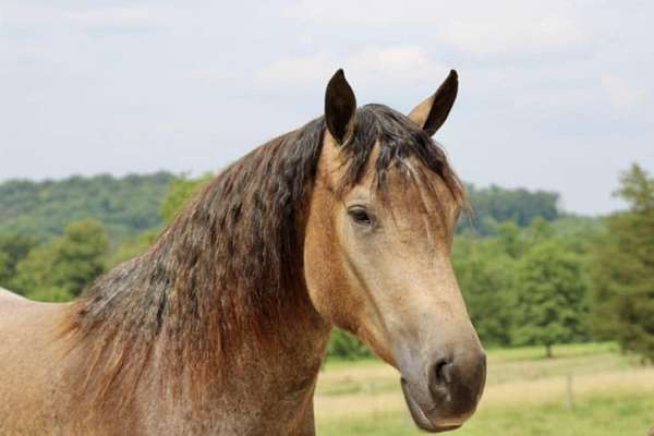 flashy-percheron-horse