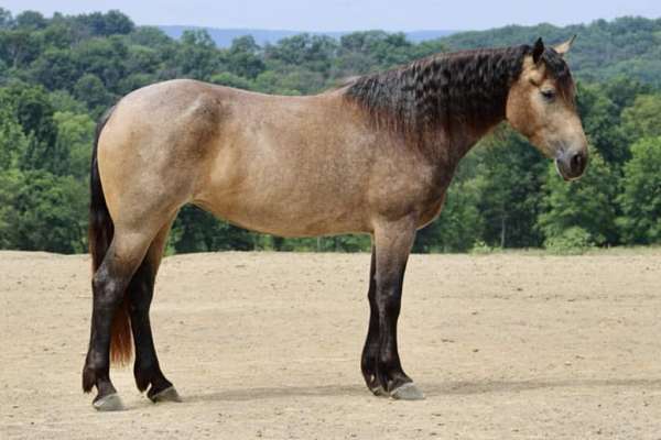 jumping-percheron-horse