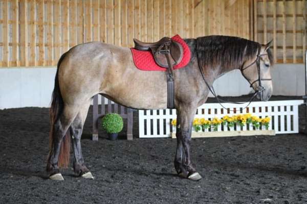 parade-percheron-horse