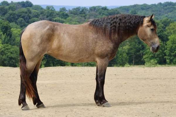 ridden-english-percheron-horse