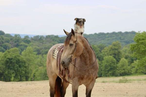 ridden-western-percheron-horse