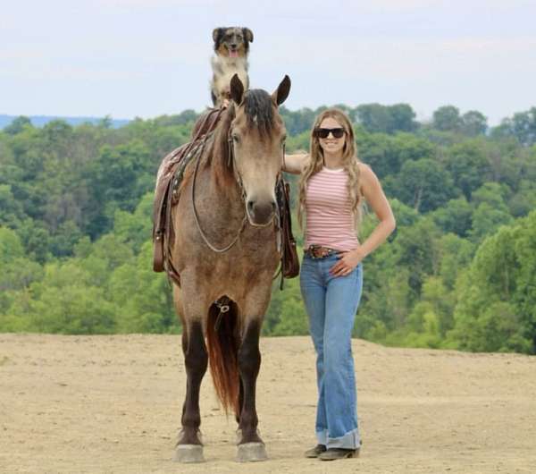 show-percheron-horse