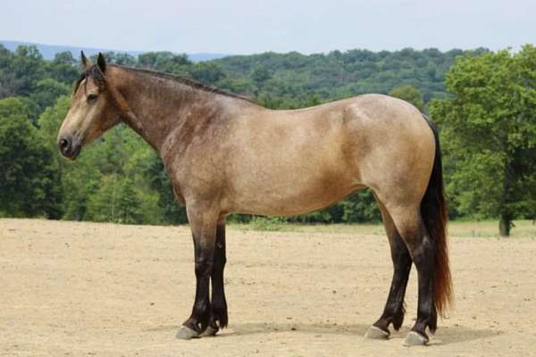 trail-percheron-horse