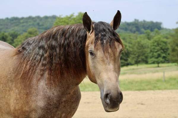 trail-riding-percheron-horse