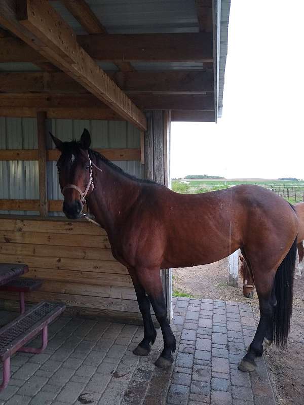 appendix-horse-for-sale