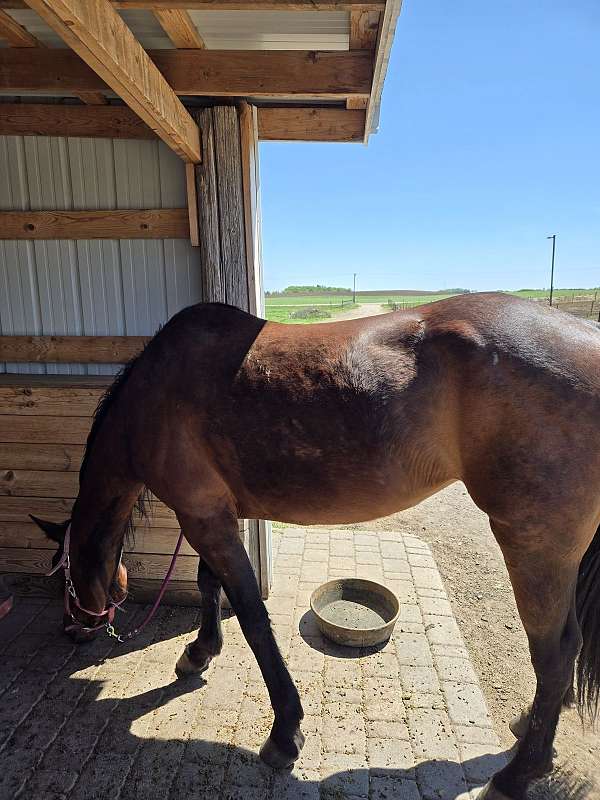 appendix-horse